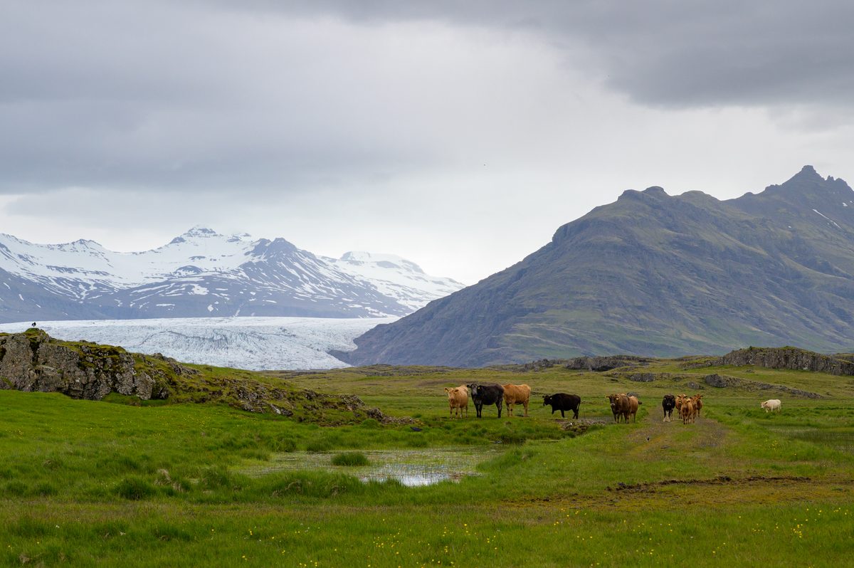 A small herd crosses a wet green pasture beneath a sweeping view of mountains and distant glacier ice.