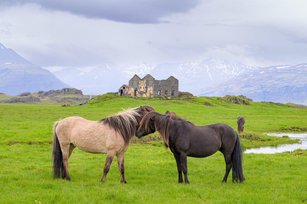Two Icelandic horses stand nose to nose in a lush field, with an old stone farmstead and hazy mountains behind them.