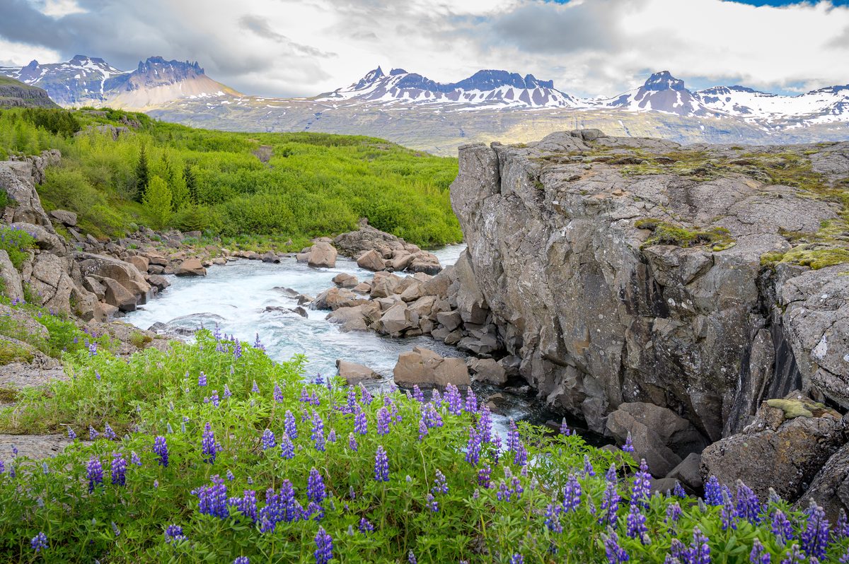 Purple lupines brighten the riverbank while pale blue water races toward snow-lined peaks.