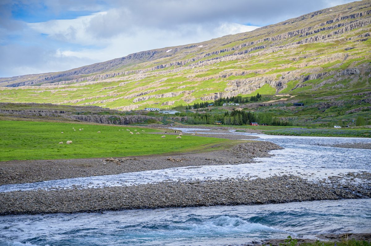Sheep graze on a brilliant green river flat beneath long horizontal bands of basalt.