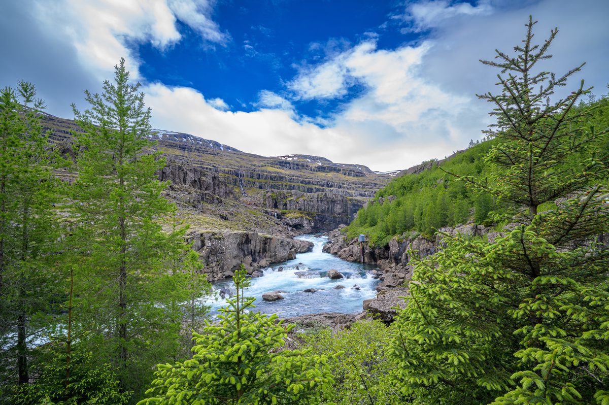 The Fossá foams through a rocky channel enclosed by bright conifers and birch.