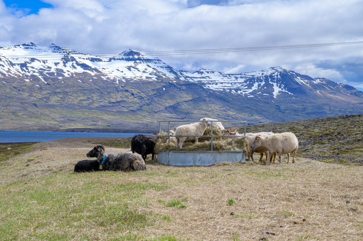 Black, gray, and white sheep gather around a hay feeder with blue fjord water and snowy peaks behind them.