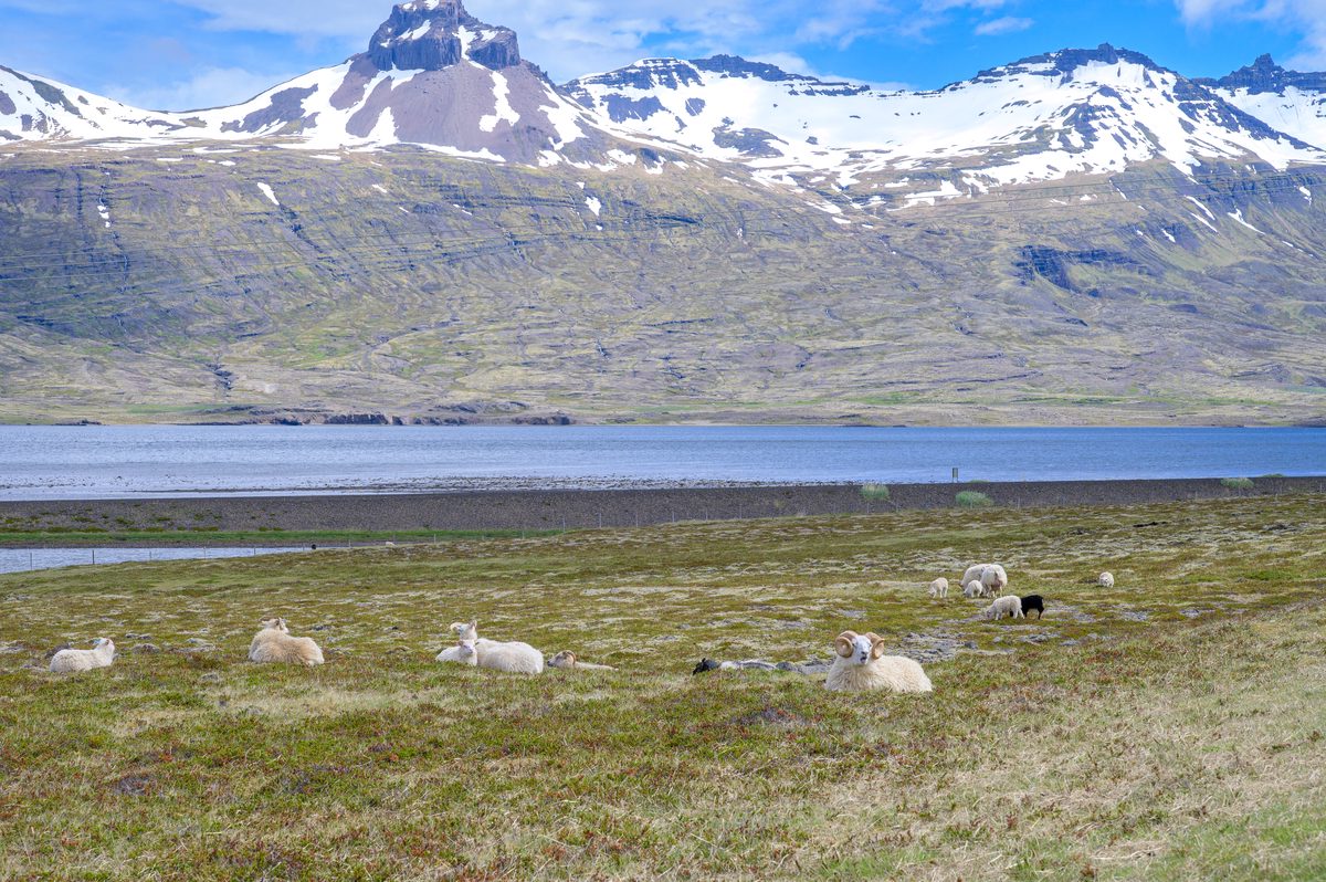 A scattered flock rests on low coastal pasture beneath a distinctive crag and broad bands of lingering snow.