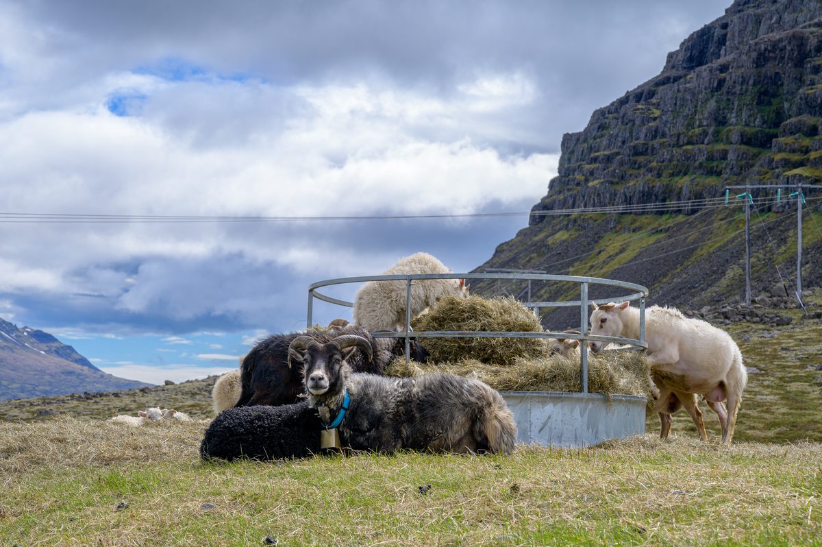 A dark curled-horn ram settles beside the hay ring while the fjord and mountain road recede behind him.