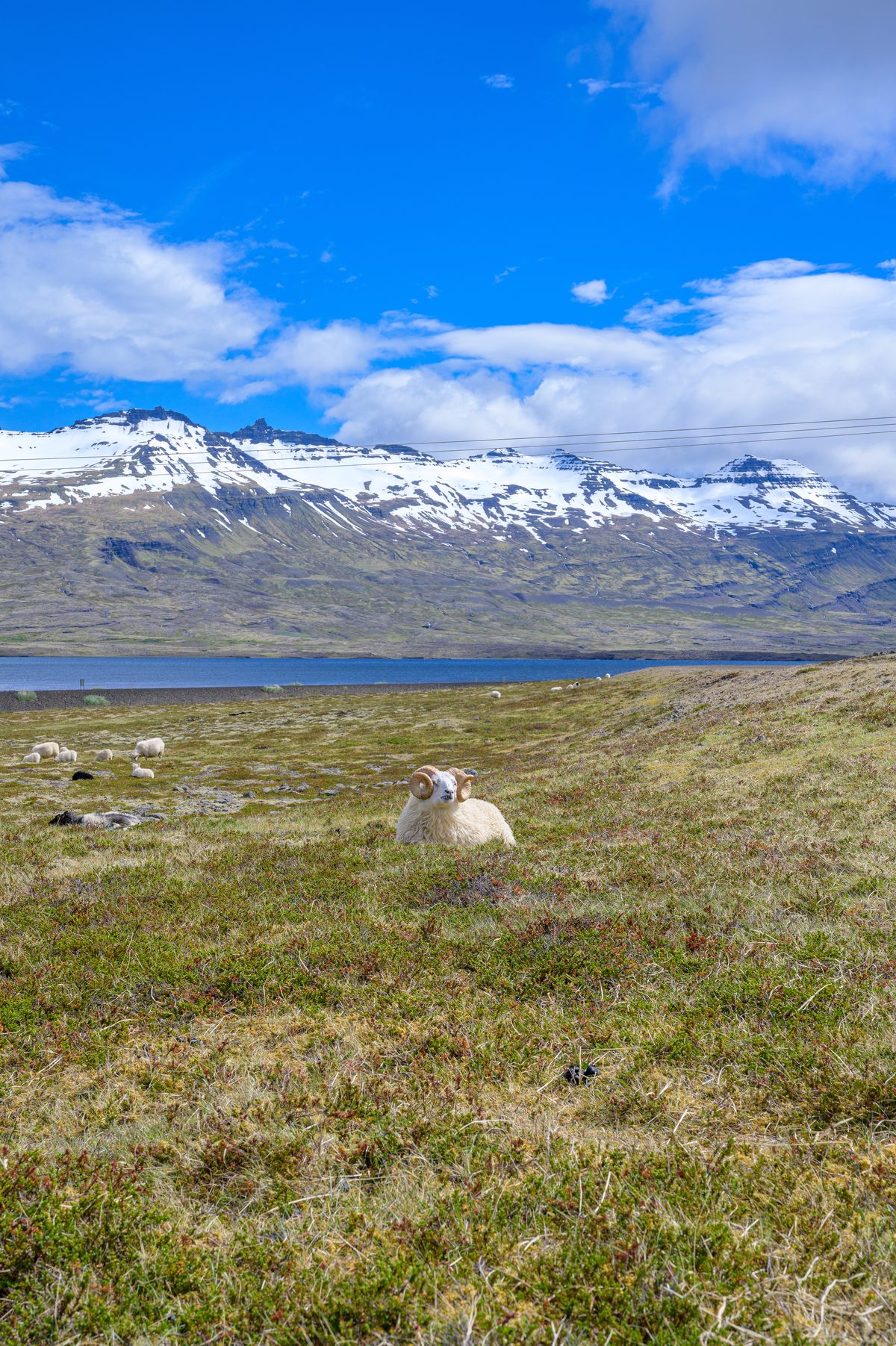 A white ram sits alone in open pasture, backed by a blue fjord and a snow-laced mountain range.