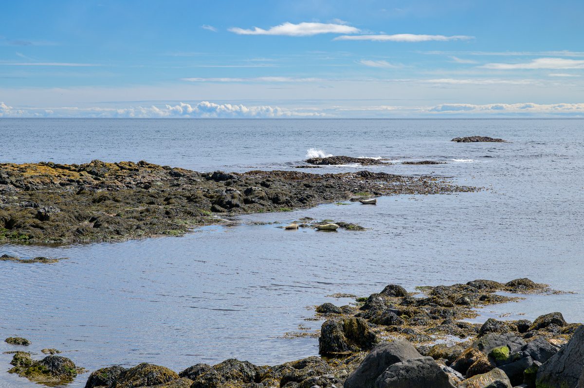 Seals rest among seaweed-covered rocks in a calm tidal pool beside the open ocean.
