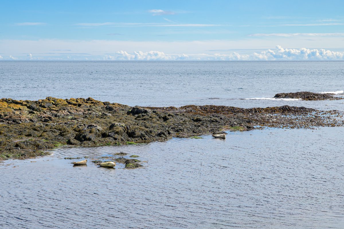 Three seals lie in the sheltered shallows as low waves break across the outer rocks.