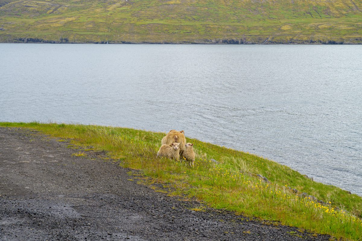 A ewe bends protectively over two lambs on the grassy roadside above Mjóifjörður.