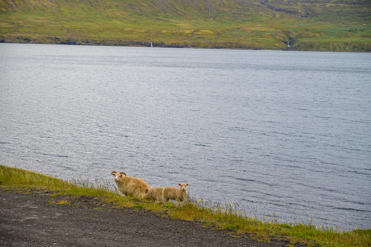 A ewe and two lambs pause on the shore road with the silver fjord filling the background.