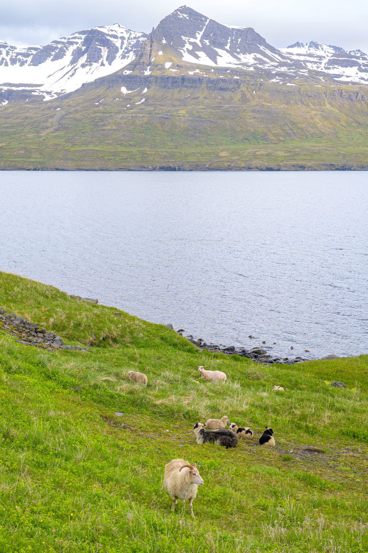Sheep graze on a steep green slope above calm water and a towering snow-streaked mountain.