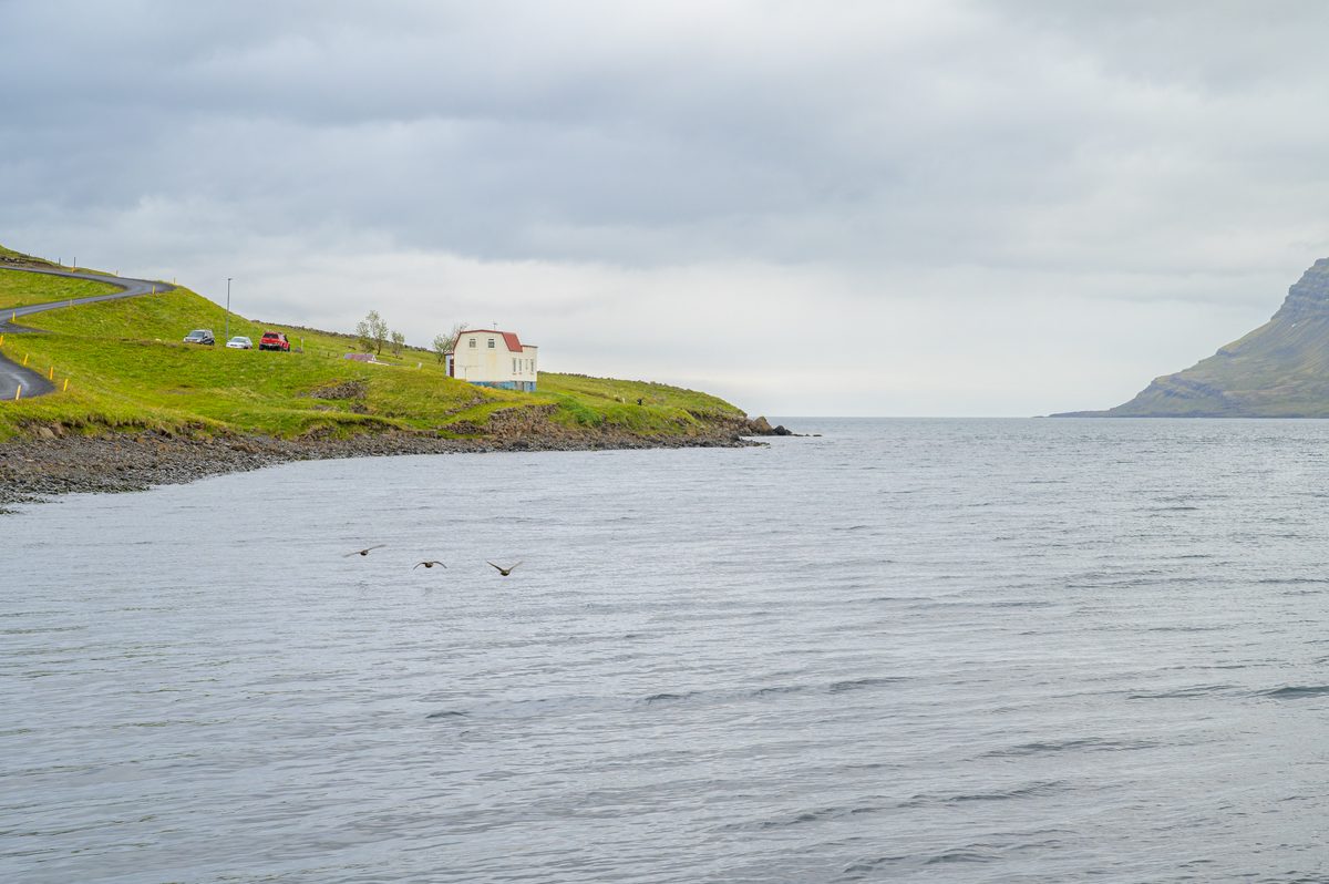A lone white house stands on a green point while seabirds skim the gray water below.