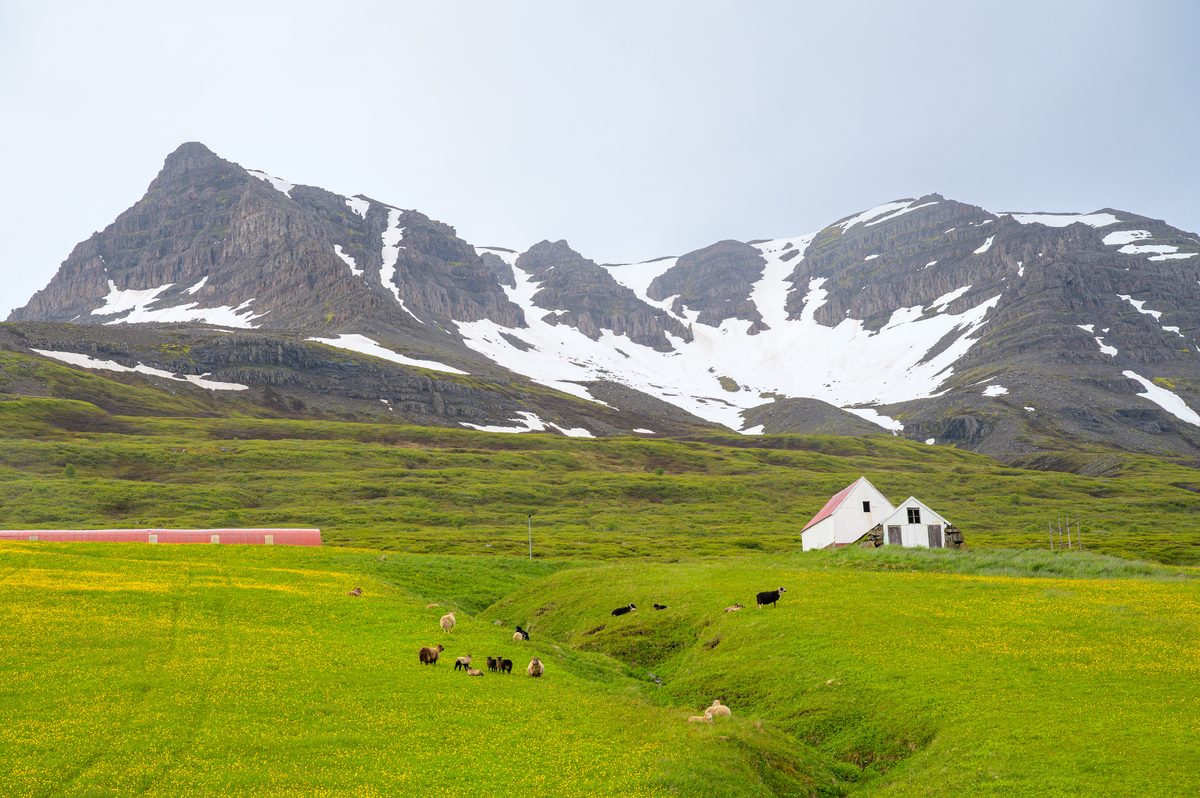 Sheep graze around a white farm building in a yellow-flowered meadow below a rugged snow-filled cirque.
