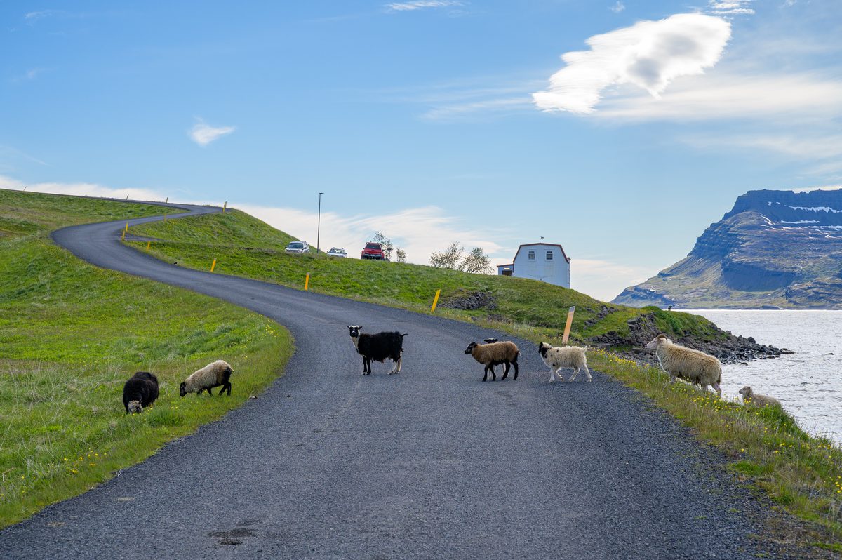 A small flock of black, brown, and white sheep crosses a narrow paved road beside the water in Mjóifjörður.
