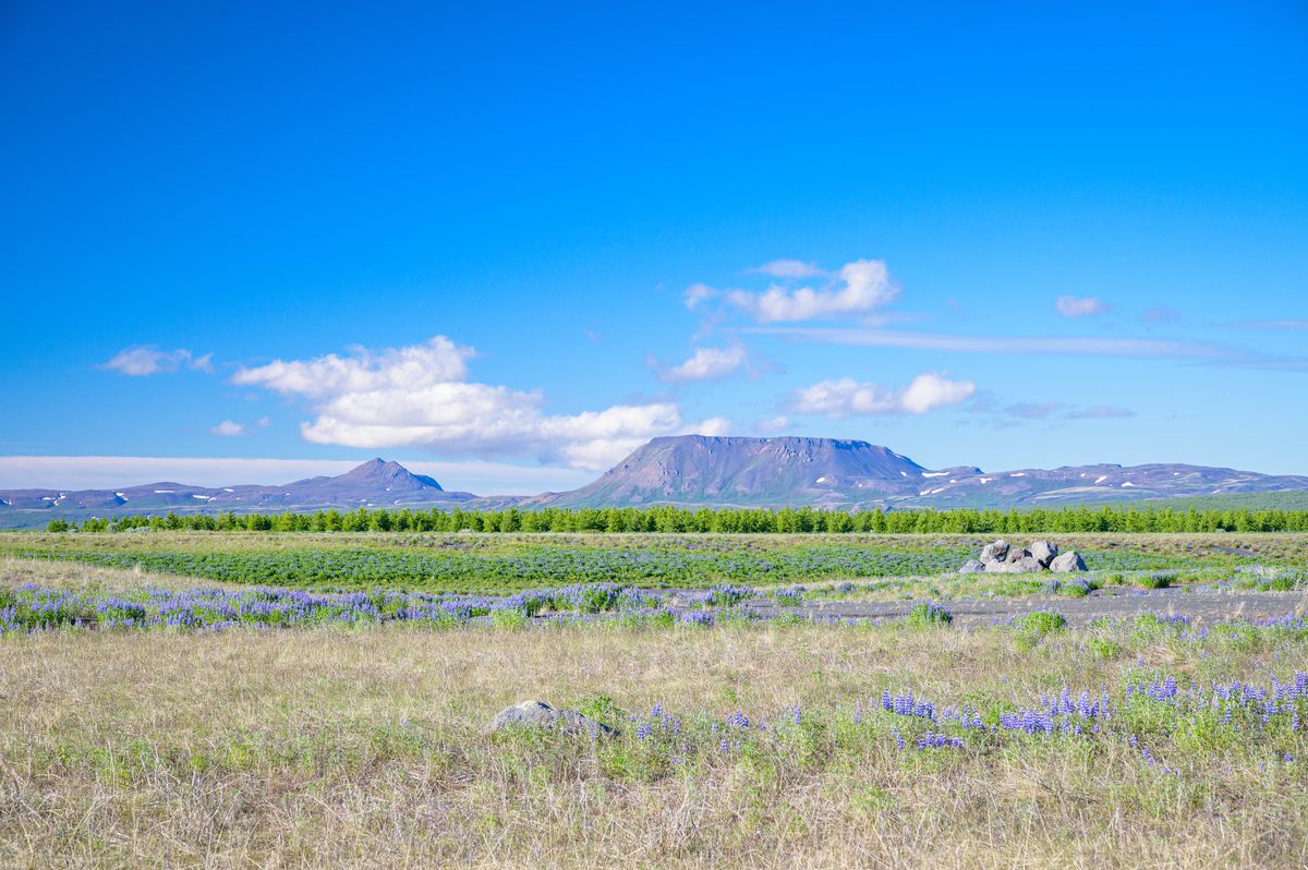 Bands of purple lupines cross a pale grassland with flat-topped volcanic mountains on the horizon.