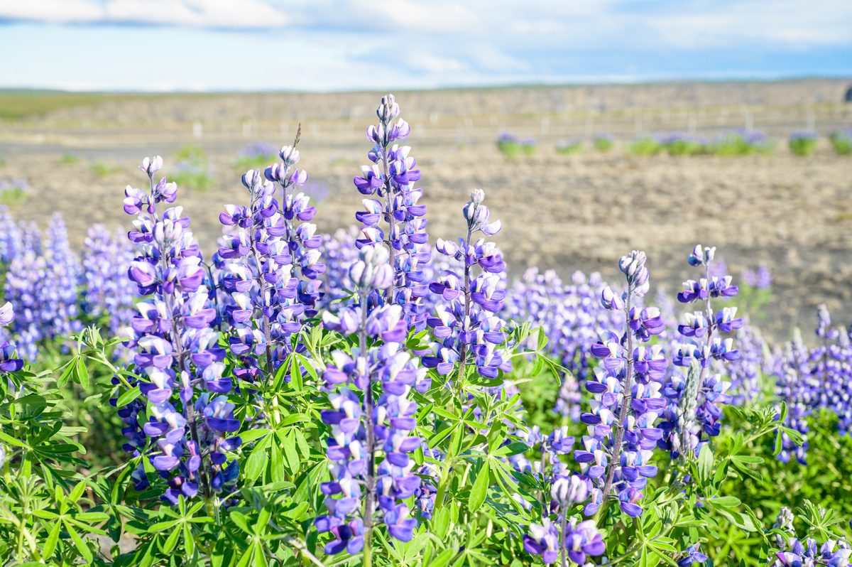 A close view of tall purple lupine blossoms stands against a softly blurred volcanic plain.