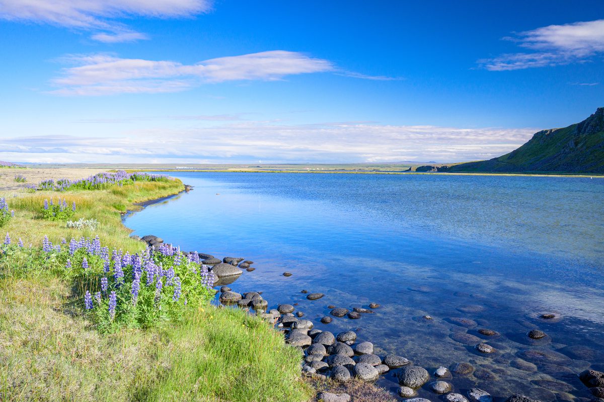 A calm blue inlet curves past scattered stones and lupines beneath a long, shadowed volcanic ridge.