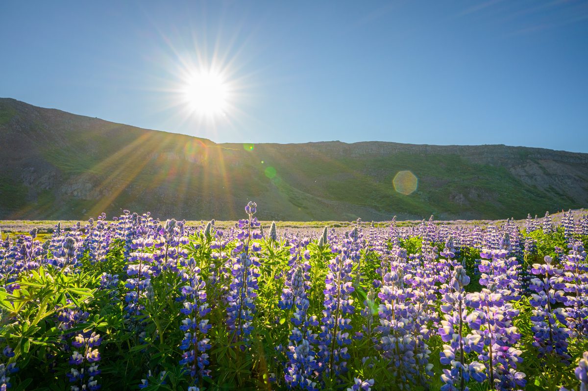 The low sun forms a starburst above a dense field of purple lupines beside still water and a dark hillside.