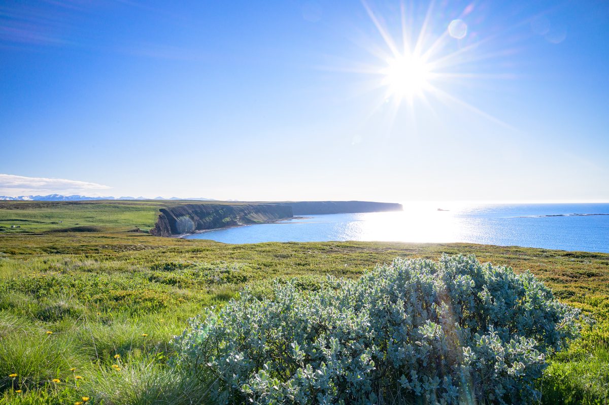 A silvery willow shrub catches the light above green coastal cliffs and glittering water at Tjörnes.