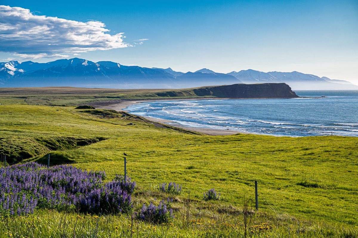A dark headland projects into a broad bay where surf traces a curved beach below green pasture and lupines.
