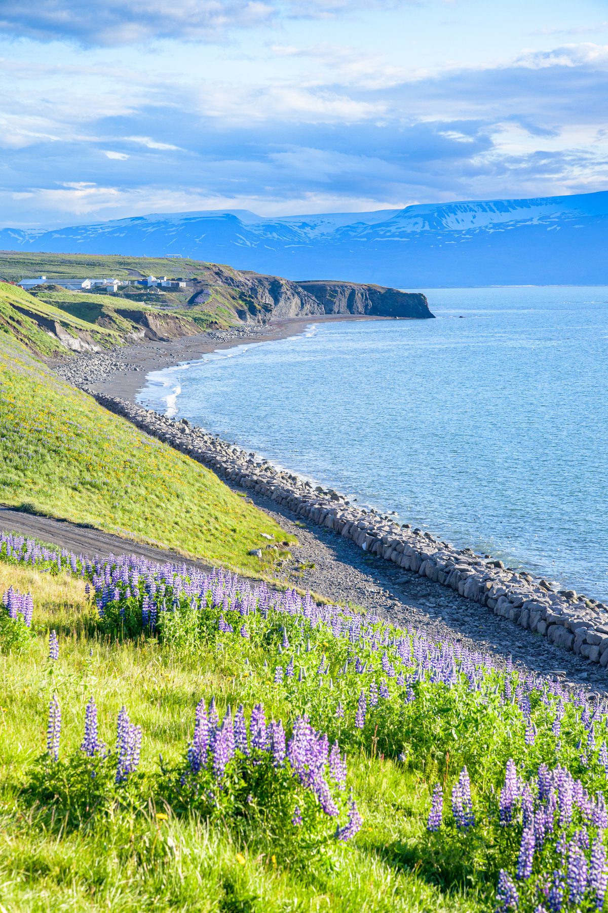 A vertical view looks past purple lupines and a green bluff to a long stone beach and calm blue bay.