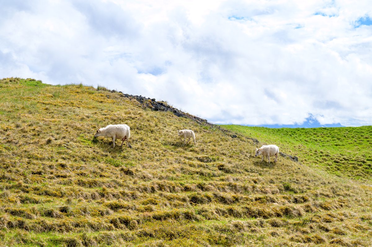 Three white sheep graze across a yellow-green volcanic slope beneath softly broken summer clouds.