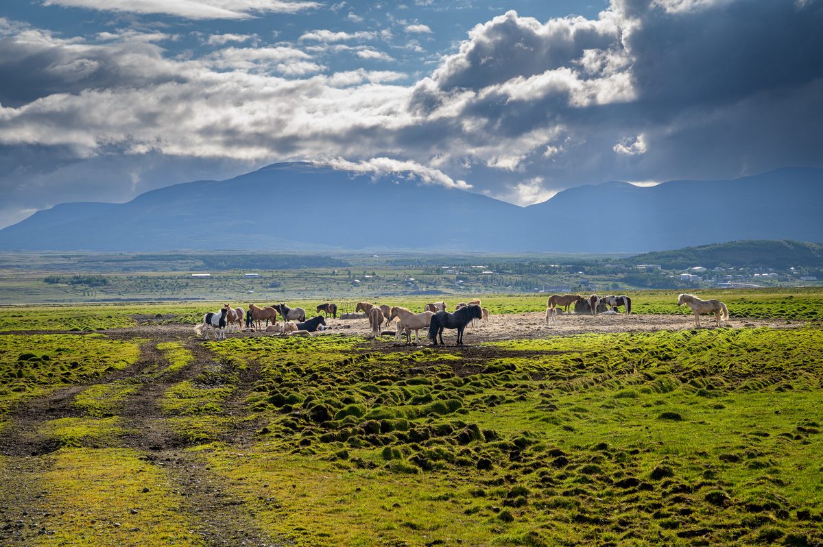 A loose herd of Icelandic horses grazes in vivid green pasture as shafts of light fall from dark clouds over distant mountains.