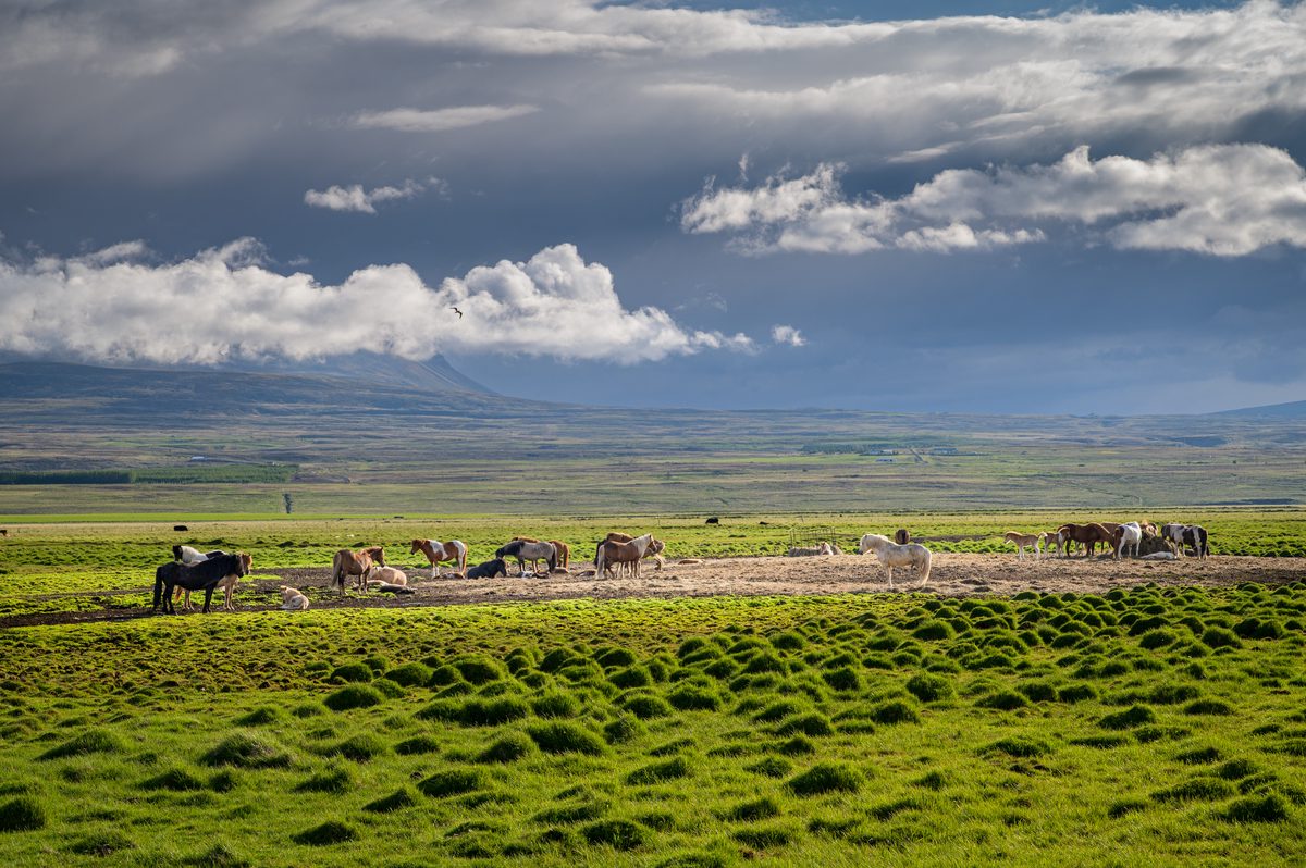 Icelandic horses gather across low pasture while heavy clouds and pale sunbeams hang above a long mountain ridge.