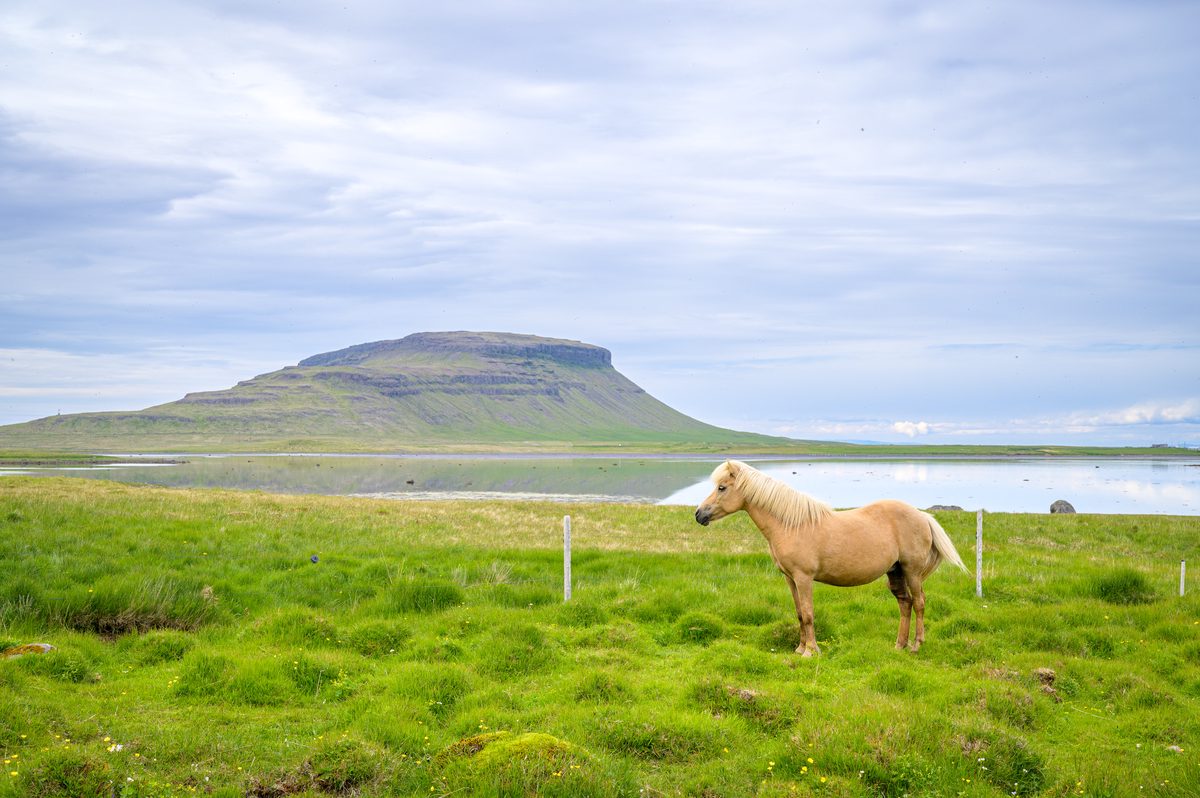 A pale golden horse with a cream-colored mane stands in lush pasture beside calm water, with a broad, flat-topped mountain beyond.