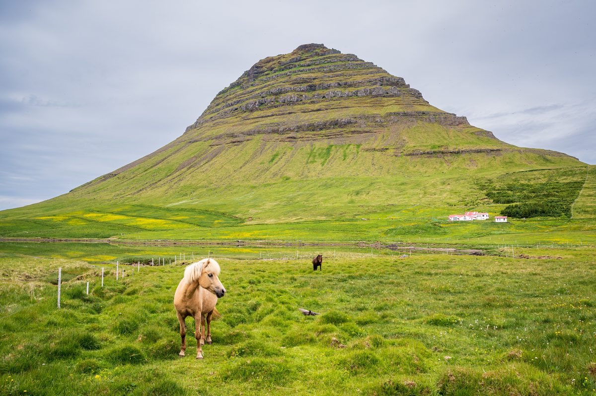 A pale golden horse stands in the foreground and a dark horse grazes farther back beneath the sharply layered slopes of Kirkjufell.