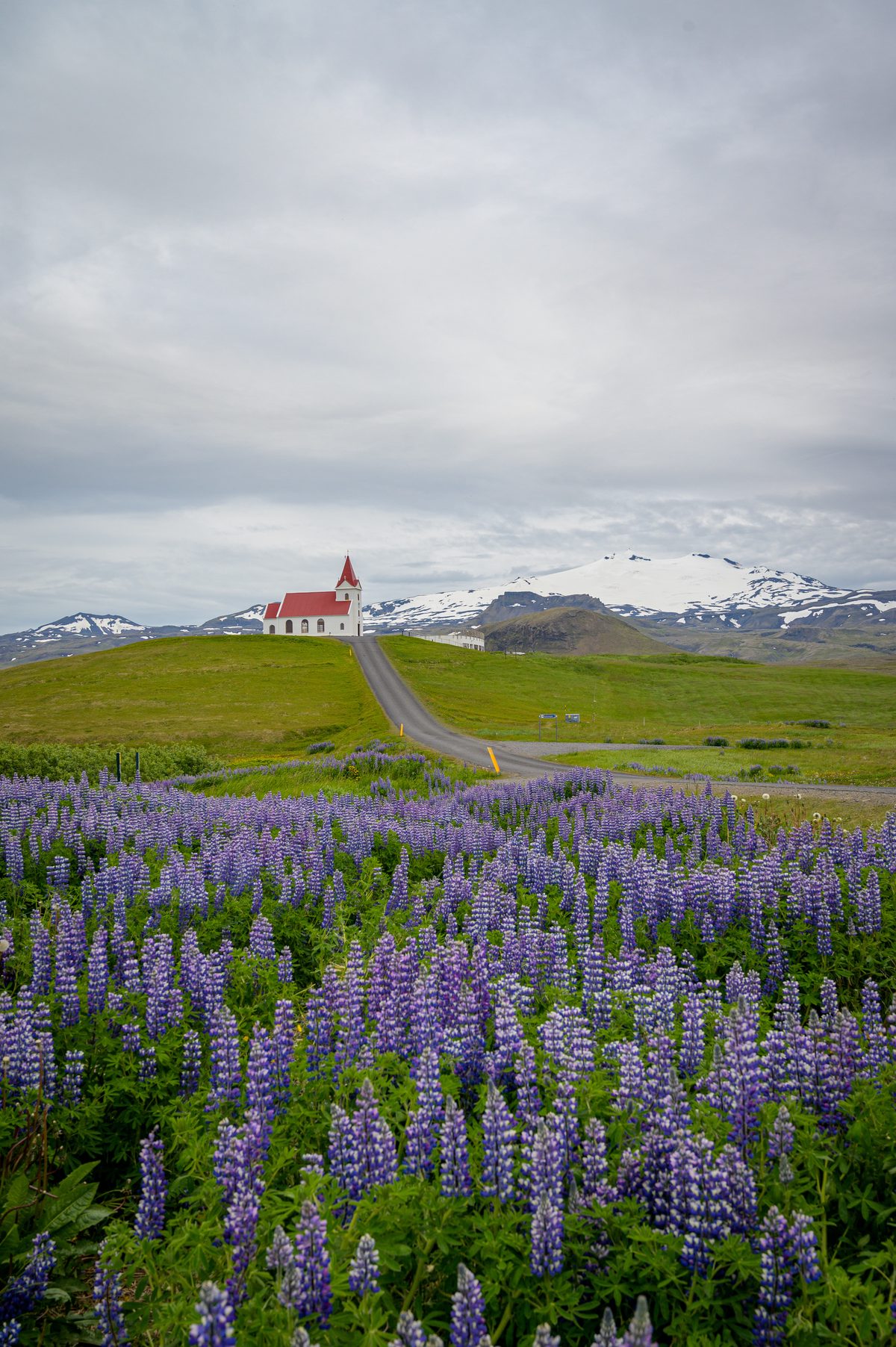Purple lupines fill the foreground below the white, red-roofed church at Ingjaldshóll, with snow-covered mountain slopes visible beyond the green hill.
