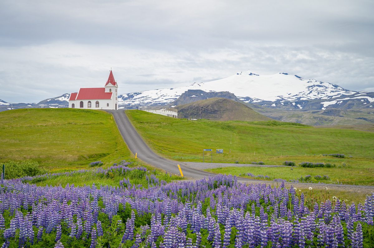 A narrow road climbs through green fields to Ingjaldshóll church, framed by purple lupines and the broad snow-covered slopes of Snæfellsjökull.
