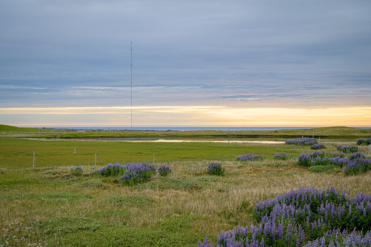 Purple lupines edge a grassy coastal plain beneath layered gray clouds, while a slender mast crosses a golden strip of light along the distant sea.