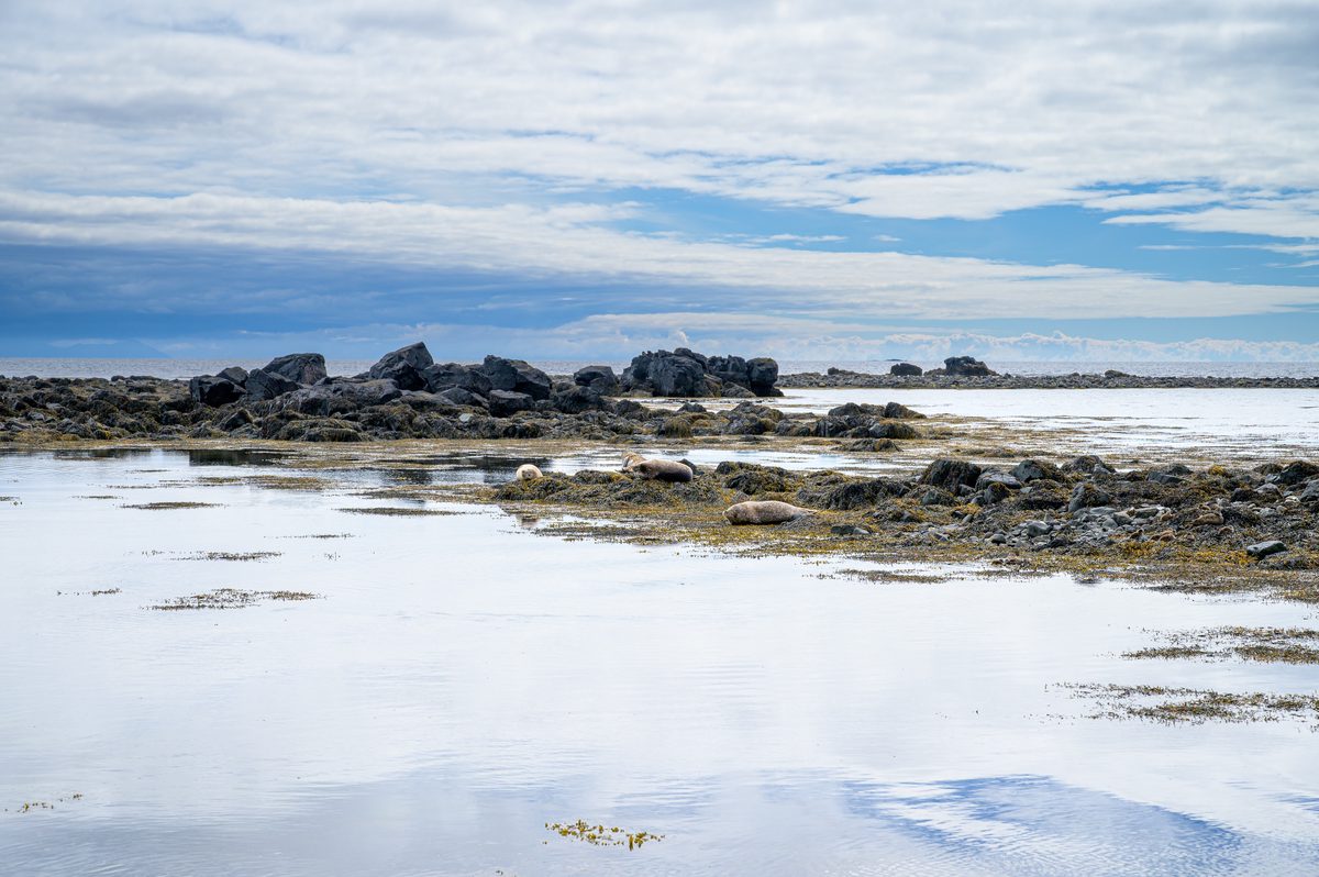 Shallow tidal water reflects a layered sky around dark rocks and seaweed, with seals resting along the quiet shore.