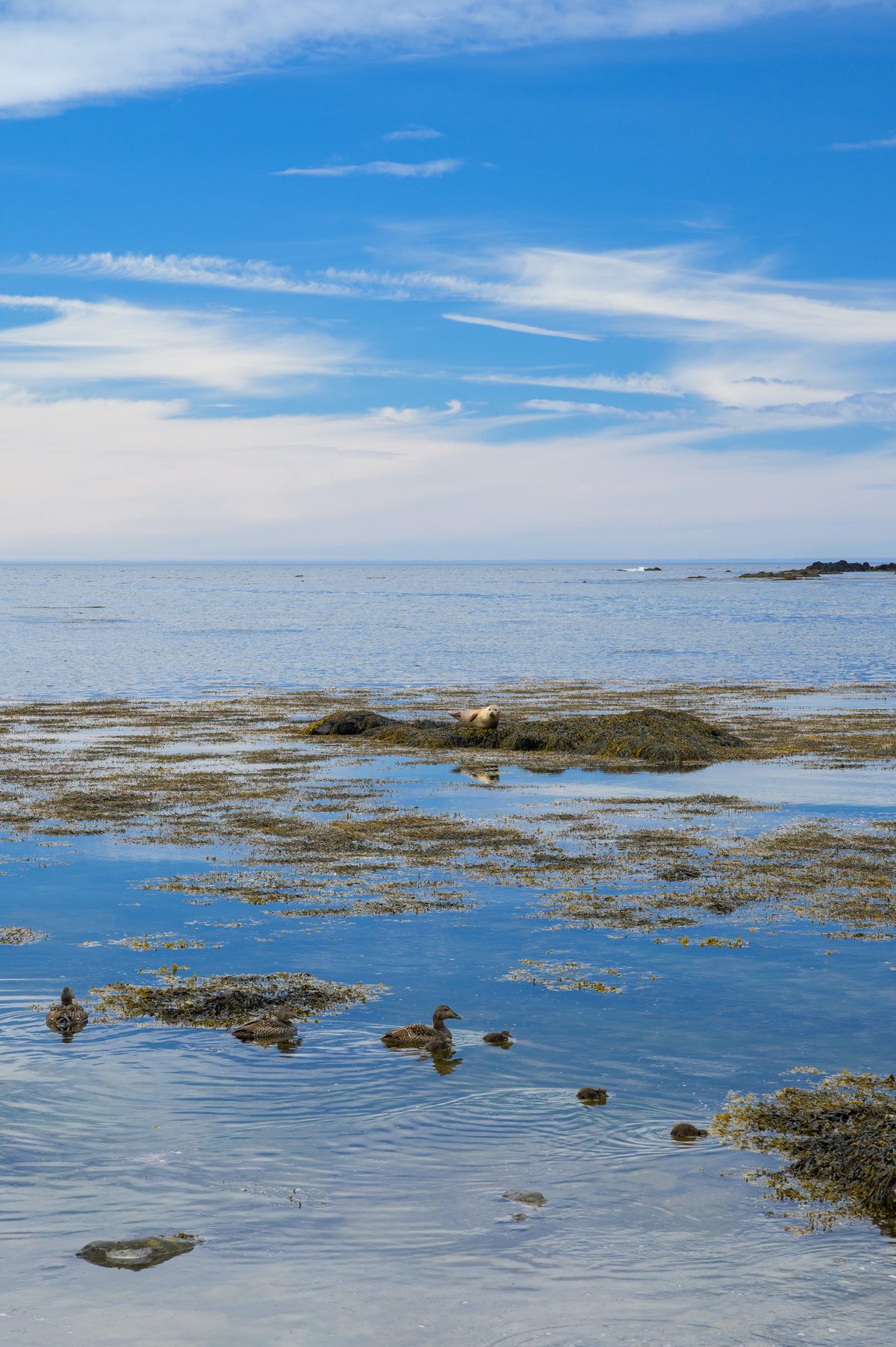 A vertical view follows seaweed-covered rocks and shallow water toward a pale sea horizon beneath streaks of white cloud and blue sky.
