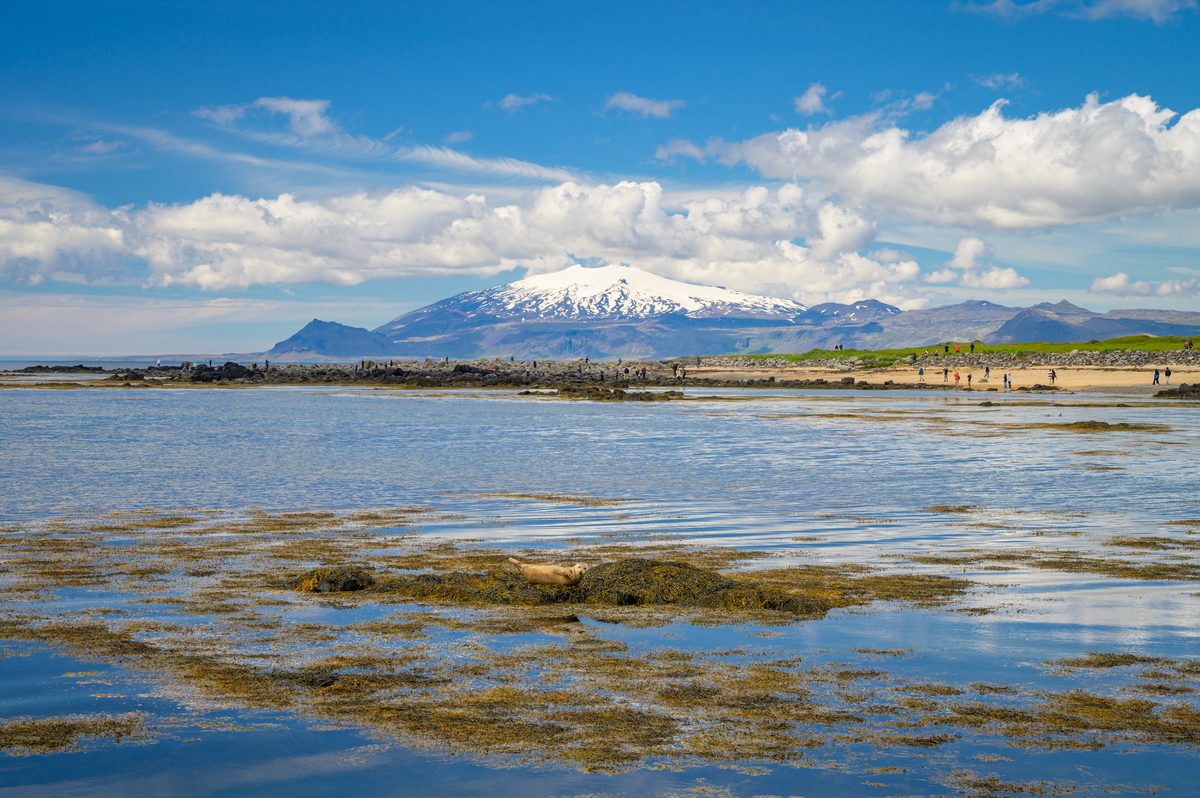 Snow-covered mountains rise beyond a calm bay, with bands of seaweed in the foreground and a sandy beach curving along the far shore.