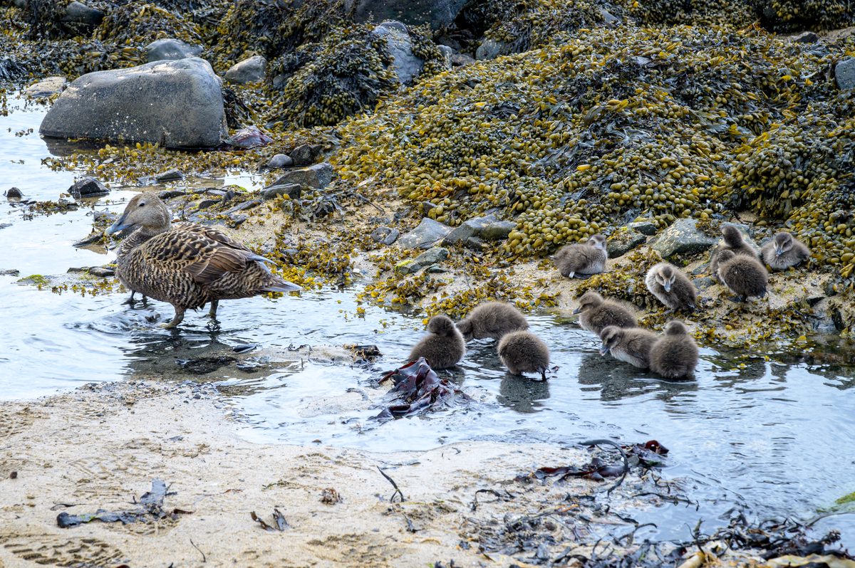 A brown duck stands beside a group of downy ducklings paddling and resting among seaweed-covered rocks in a shallow coastal pool.