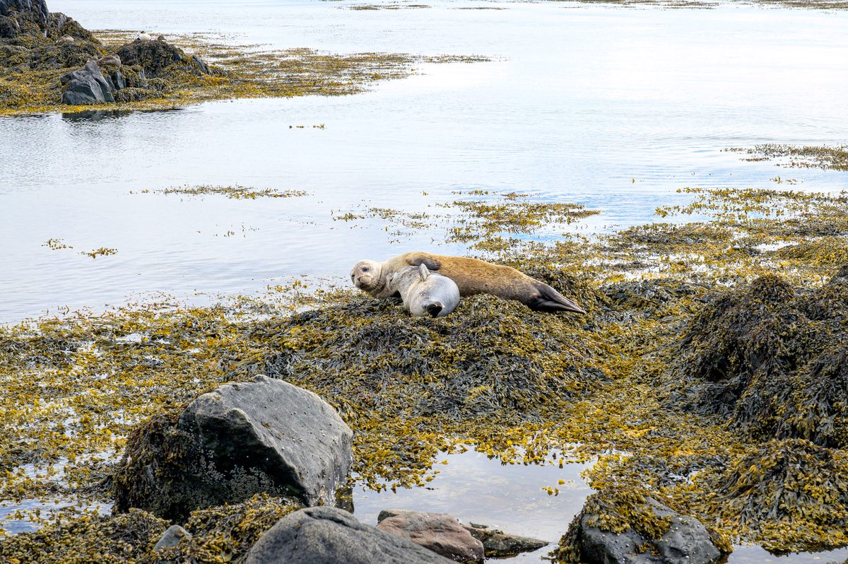 Two seals lie close together on a bed of golden-brown seaweed beside still tidal water and dark shoreline rocks.