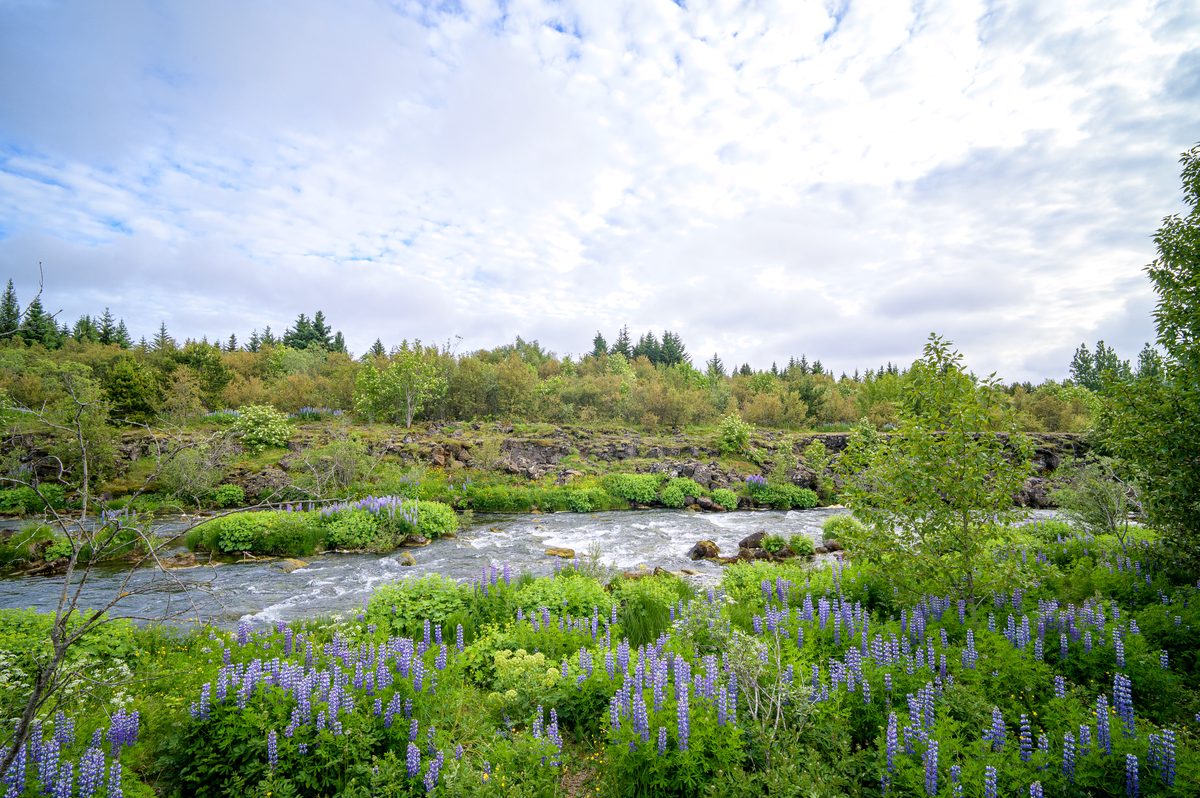 Purple lupines line a flowing river bordered by low rocky ledges, green shrubs, and trees beneath a softly clouded sky.
