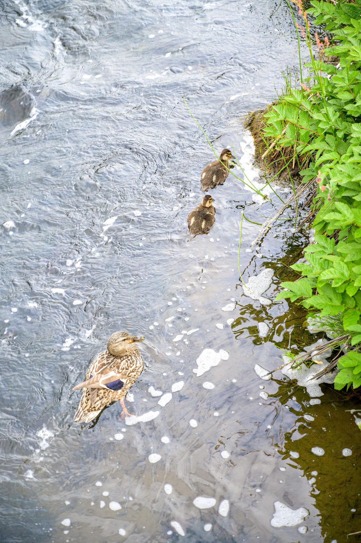 A duck and several ducklings swim beside the green riverbank, surrounded by rippling gray water and patches of white foam.