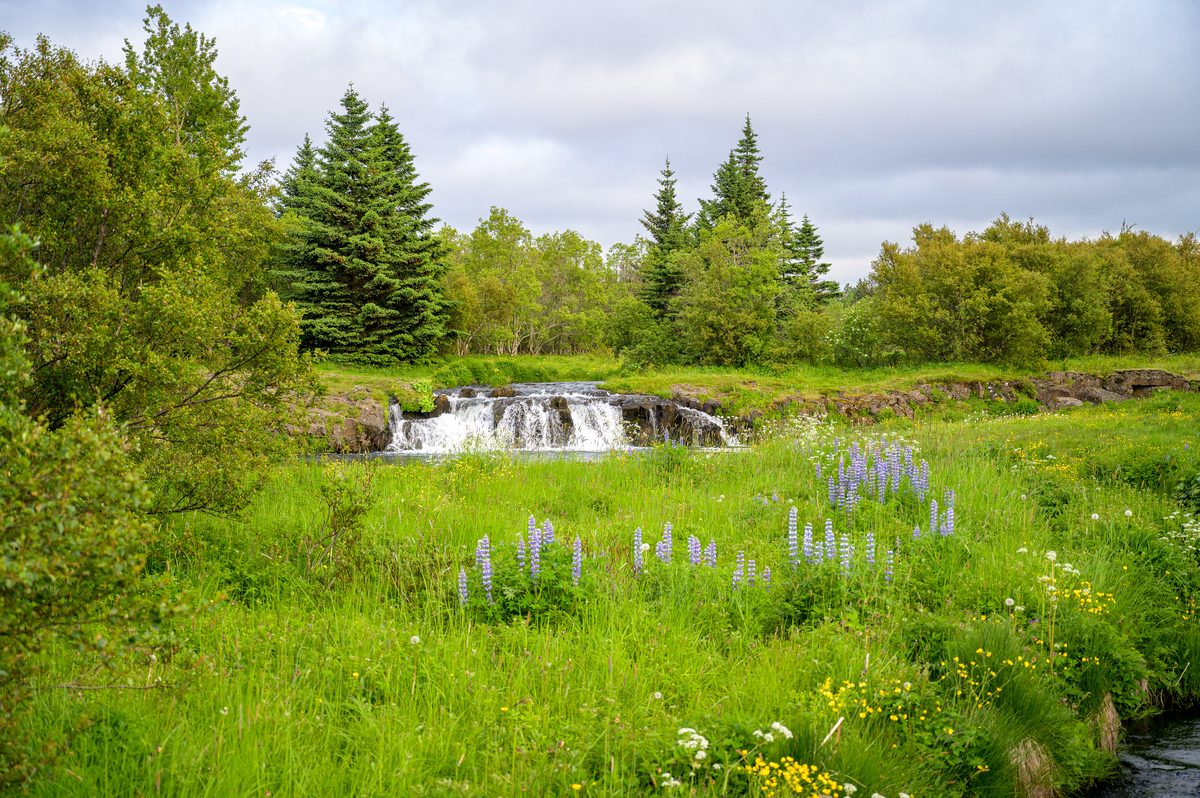 A low waterfall spills over a dark ledge behind a bright green meadow dotted with purple lupines and yellow flowers, with leafy trees beyond.