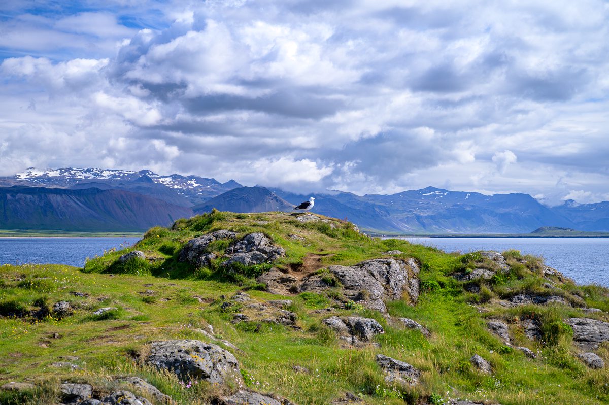 A lone seabird perches on a grassy rock mound above blue coastal water, with a long mountain ridge beneath billowing clouds in the distance.